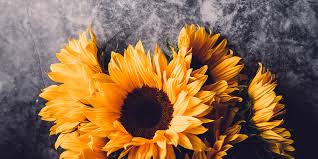 They tolerate drought conditions, though they bloom better when given regular moisture. 8 Facts You Didn T Know About Sunflowers The Flower Diaries