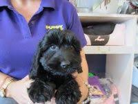 Puppy Shack Puppies For Sale Brisbane Queensland Spoodles The Grange Puppies For Sale Puppies Dogs And Puppies