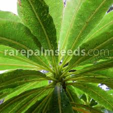 Image result for Pupalia micrantha