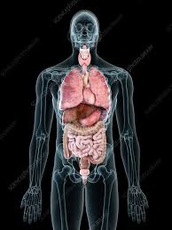 Image result for internal organs