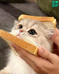 보기만해도 기분 좋아지는 고양이사진</div></body></html>