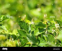 Image result for Neonotonia wightii