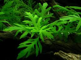 Image result for Hygrophila spiciformis