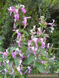 Image result for Hypoestes cancellata