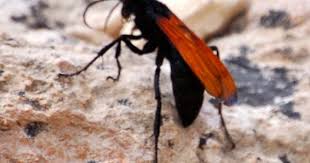 Black And Orange Bug That Looks Like A Wasp Pin By Martina Joffe On Outdoorsy In 2020 Red Wasps Wings Red Orange