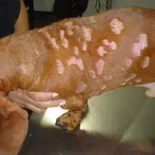 Maybe you would like to learn more about one of these? Superficial Bacterial Folliculitis In A Dachshund Multiple Areas Of Download Scientific Diagram