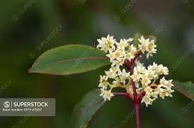 Image result for Catha edulis