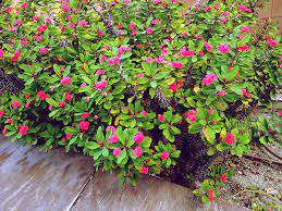 Green succulent with red flowers. Succulents Flowering Red Small Flowers To Ground Covers Aloes More