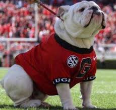 English bulldog puppies for sale in athens ga. Pin By Julie Barnard On Uga English Bulldog Puppies Bulldog Puppies Cute Bulldogs