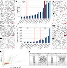 Check spelling or type a new query. Why Plants Make Puzzle Cells And How Their Shape Emerges Elife