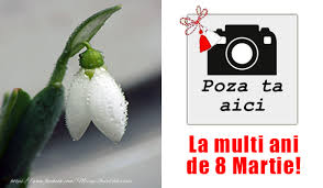 Ghiocei in zapada natura peisaje poze pentru mobil. Imagini Cu Ghiocei De 8 Martie