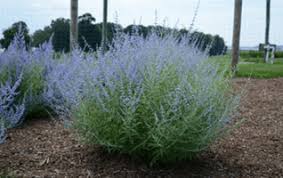 Image result for perovskia atriplicifolia 'little spire'