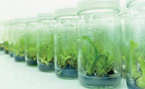 For the production of haploid plants (having 'n' number of chromosomes) to produce same type of. Ptc Agar For Plant Tissue Culture Global Bioingredients
