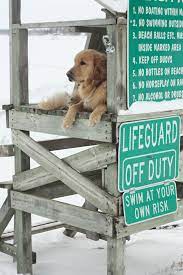 Pin By Jo Ann Fusco Zink On Just Goldens Golden Retriever Dog Love Dogs