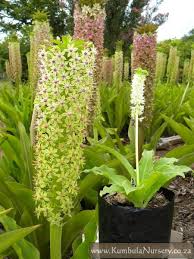 Image result for Eucomis zambesiaca