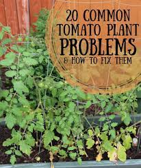 Spray the tomato plant with a homemade insect repellent. 20 Common Tomato Plant Problems And How To Fix Them