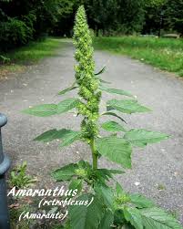 Image result for Amaranthus praetermissus