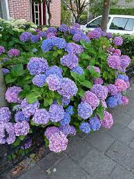 We did not find results for: Hortensia Hydrangea Macrophylla Multicolor Hydrangea Garden Planting Flowers Hydrangea Macrophylla