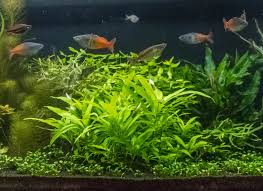 Image result for Marsilea subterranea