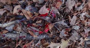 Heres How To Follow A Blood Trail From A Wounded Deer