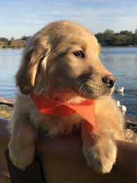 Cute Doggies And Puppies Free Images Golden Retriever Puppies New Hampshire Usa