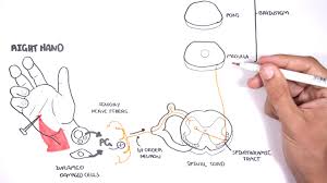 Pain Physiology The Ascending Pathway Descending Pain Pathway And The Substantia Gelatinosa