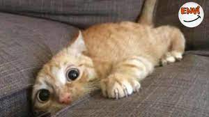 mart ayinin en komik kedi videolari komik kediler 2018 envi funny cats funny cat compilation funny cats in water