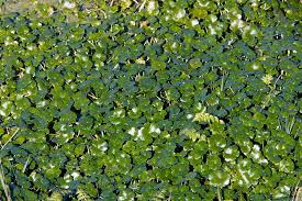 Image result for Hydrocotyle ranunculoides