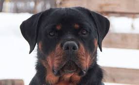 If you're looking for a unique name for your new female dog, think outside the box. 100 Female Guard Dog Names The Paws