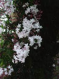Pin On Lavender Days And Jasmine Nights
