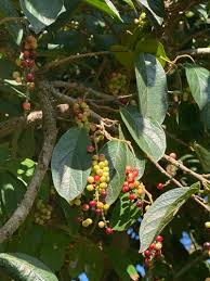 Image result for Antidesma venosum