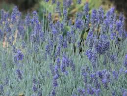 Broadleaf evergreen, evergreen, flowering shrubs, ornamental trees & shade trees schaefer's greenhouse is home to one of the largest supplies of nursery stock in the fox valley. Twenty Evergreen Shrubs For Non Stop Color Hgtv