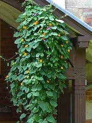 Let's try to figure out which of the annual another interesting, but rarer climbing species is alien nasturtium (tropaeolum peregrinum) with yellow dissected flowers and unusual rugged leaves. Combining Different Climbing Plants On A Facade Or Wall