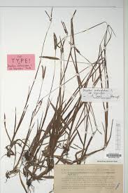 Image result for Paspalum scrobiculatum