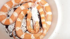 I haven't done a good spider post in a while, and since this is the infinite spider blog i do feel this need to keep up. Corn Snakes Everything You Absolutely Need To Know My Snake Pet