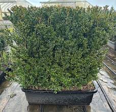 Image result for Buxus