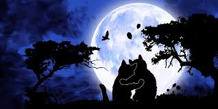 Desktophintergrund vkatze mond / desktophintergrund vkatze mond : Katze Haustier Tier Kostenloses Bild Auf Pixabay