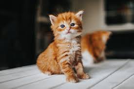 Image result for adorable cat