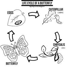 Mr farrell has been teaching how to make a business tick for over 25 years. Butterfly Lifecycle Coloring Worksheets Teaching Resources Tpt
