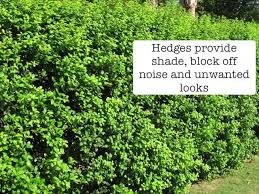 We did not find results for: Best Hedges For Central Texas Youtube