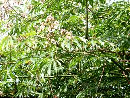 Image result for Manihot grahamii