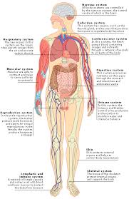 In all, there are believed to be 80 organs in your body, all serving different functions and uses. Medical Encyclopedia The Human Body Body Systems Human Body Systems Human Body Organs