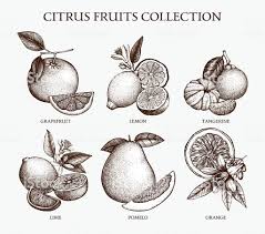 Vintage Ink Hand Drawn Collection Of Citrus Fruits Isolated On White Fruit Sketch Fruit Tattoo Fruits Drawing