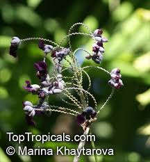 Image result for Thalia geniculata