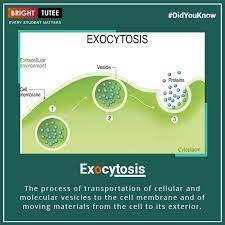 Do You Know What Is Exocytosis Brighttutee Learnwithbt Scorewithbt Quiz Bebright Downloadbt Brighttutee Online Lectures Cell Membrane Online Classes