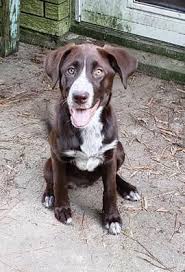 Companion pet rescue & transport (cpr) was founded in 2004 and rescues over 2,500 dogs per year thanks to a dedicated group of volunteers! Dogs For Adoption Near Wallingford Ct Petfinder