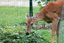 How to stop deer from eating vegetable garden. Keeping Deer And Other Pests Out Of Your Garden Carolina Country