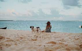 Consultez la liste des plages autorisees aux chiens a porto vecchio 2a. De Belles Plages En France Ou Aller Avec Votre Chien Cet Ete 2020 Scraps Gourmet