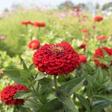 Zinnia Benary S Giant Blue Point Mix Zinnia Seeds Flower Seeds Summer Flowers Garden