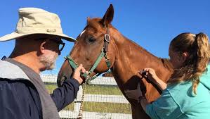 Mspca Launches Eee Vaccination Program For Horses